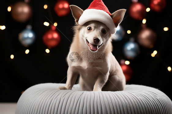 圣诞节的可爱狗狗图片