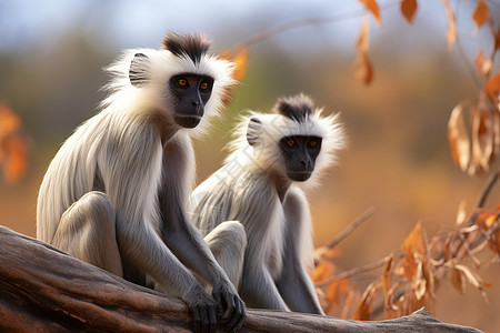 丛林中的猴子图片