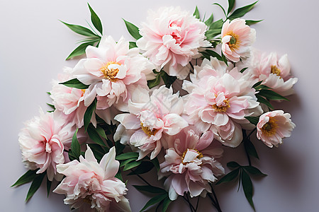 浪漫魅力的粉色花朵图片