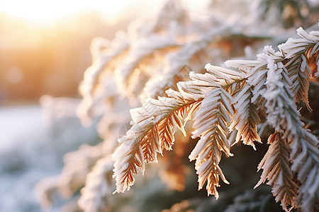 白雪覆盖的森林图片