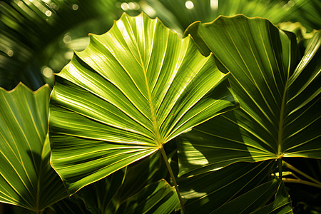 翠绿的热带植物背景图片