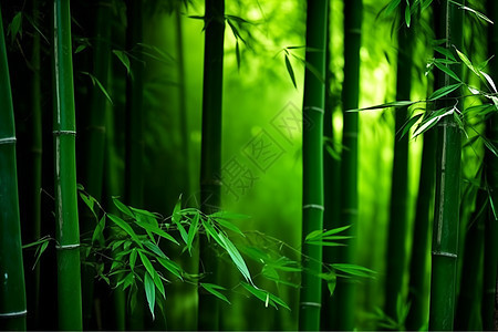 绿色的竹林背景图片