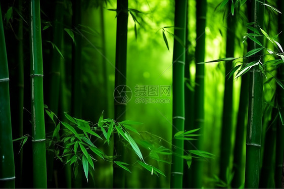 绿色的竹林图片