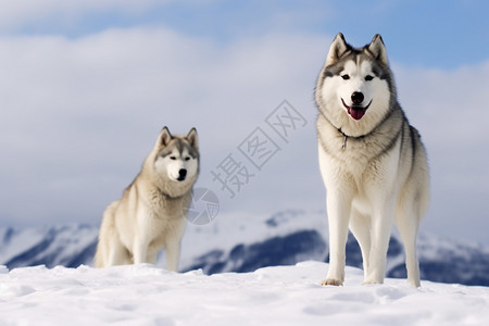 两只野狼站在雪地里图片