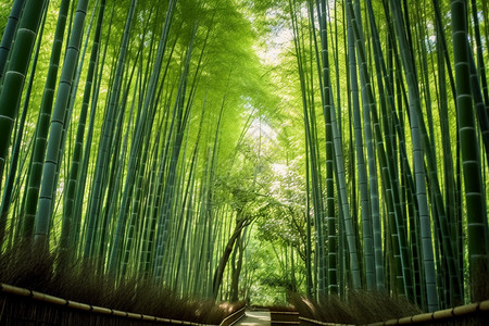 一排茂密的竹子图片