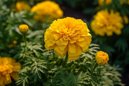 黄色盛开的鲜花背景图片