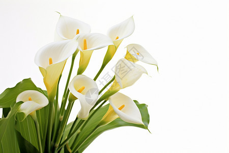 白色喇叭状的鲜花背景图片