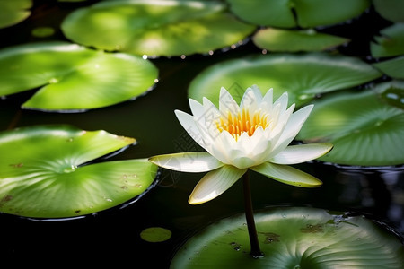 水中盛开的莲花图片