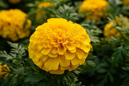 大自然中盛开的黄色鲜花背景图片