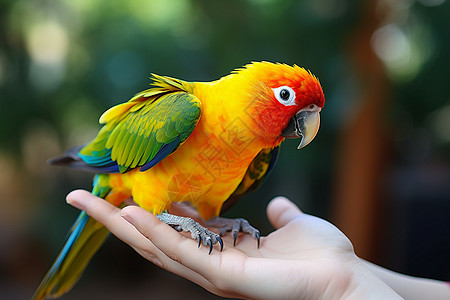 彩色的鸟手中的彩色鹦鹉背景
