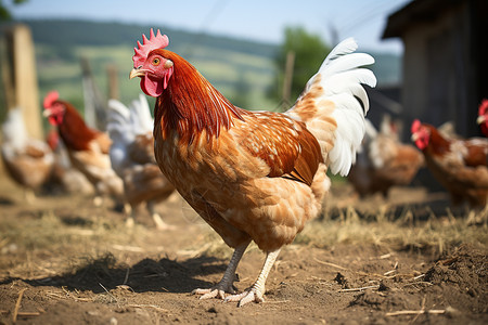 鸡在土地上找吃的高清图片