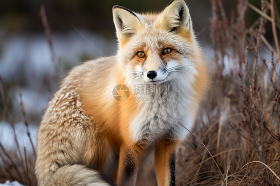 一只红色狐狸图片