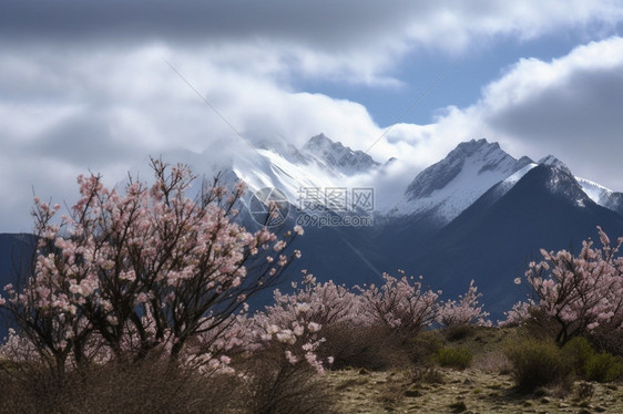 雪山旁开满鲜花的山图片