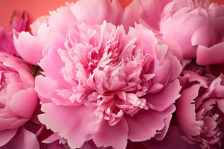粉色康乃馨花束美丽的粉色牡丹背景