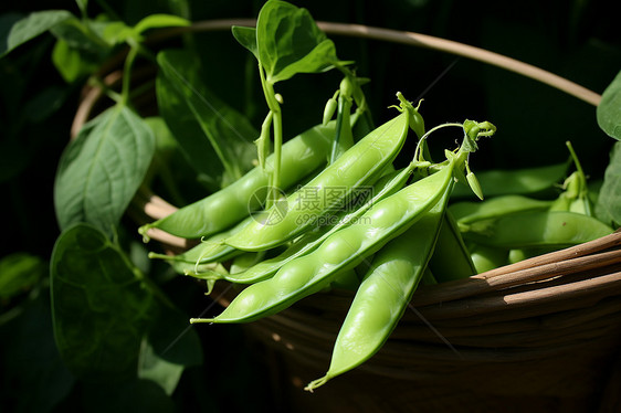 新鲜的蔬菜豌豆图片