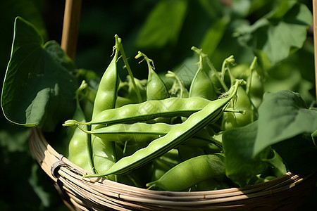 篮子里的蔬菜豌豆图片