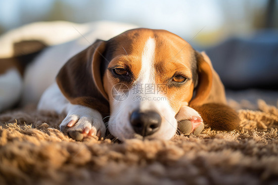 一个可爱的小猎犬图片