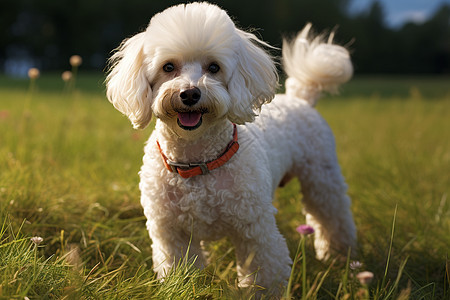 站立在草地上的白色小狗图片