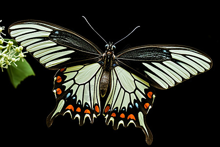 黑色背景中的蝴蝶图片