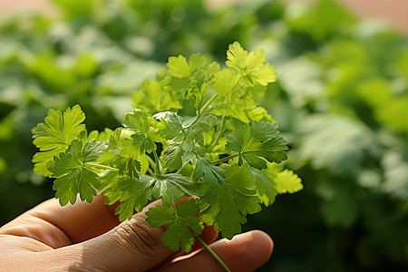 美味的蔬菜香菜图片