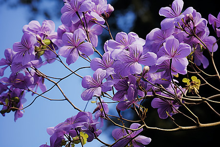 枝干上的紫色花朵图片