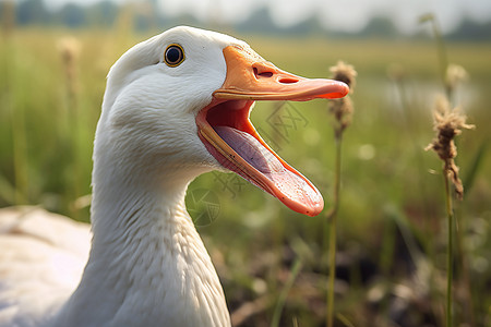 草地上张着嘴巴的鸭子图片