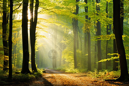阳光洒满森林小路图片