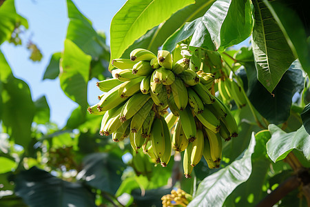 种植的水果香蕉图片