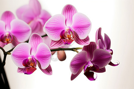韶光流转中的紫花美景背景图片