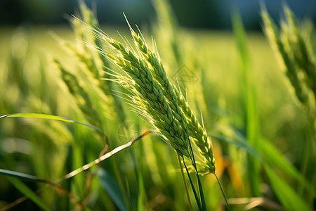 二十四节气立夏美丽的农田稻田背景