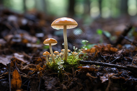 森林的蘑菇图片