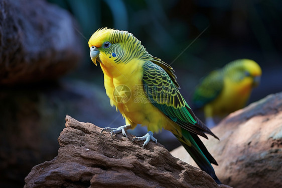黄色的鹦鹉鸟类图片
