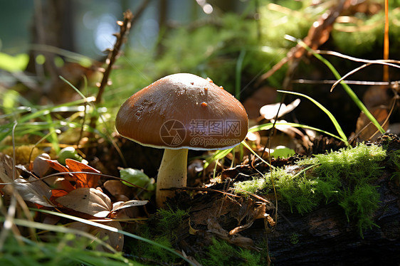 森林中的蘑菇图片