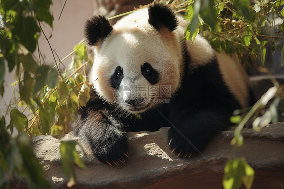 可爱的动物熊猫图片