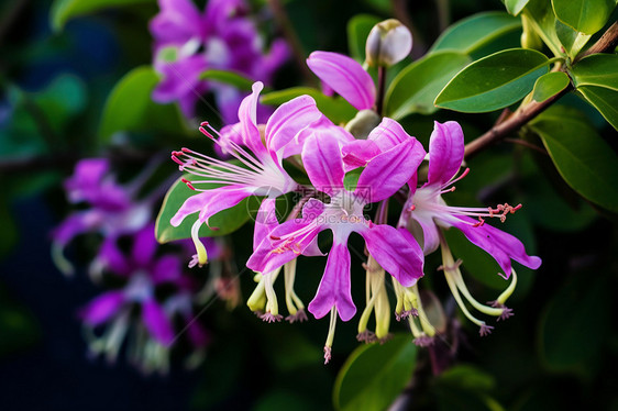 枝干上的紫色花朵图片