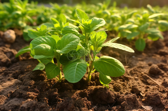 土壤中生长的蔬菜图片