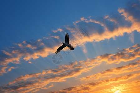 日落时天空中的鸟儿图片
