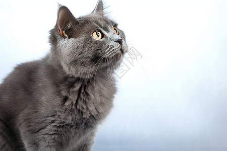 一只灰色的猫咪图片