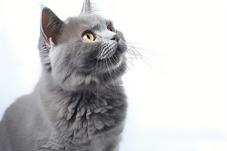 灰色的可爱猫咪图片