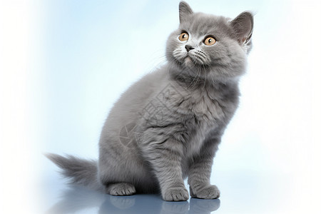 可爱的灰色猫咪图片