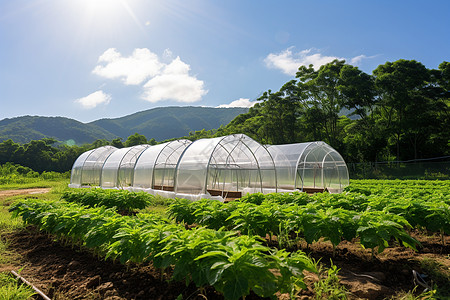 山野间的大型温室图片