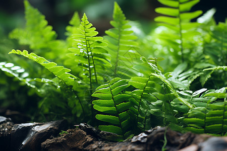 蕨类植物图片