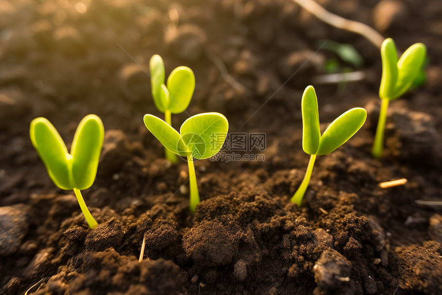 年幼的绿豆幼苗图片
