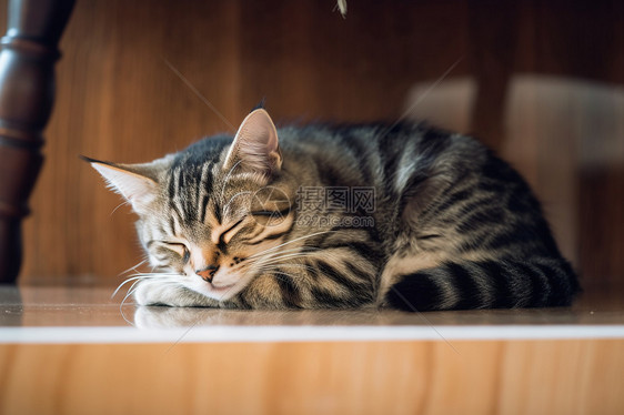 慵懒午睡的猫图片