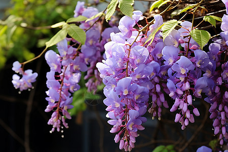 漂亮的紫藤花背景图片