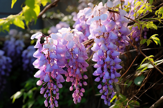 盛开的紫藤花图片