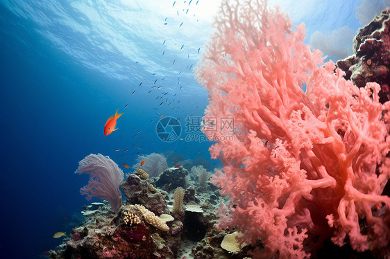 珊瑚礁中的鱼儿翩翩起舞图片
