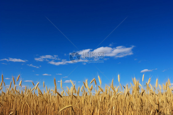 夏日金黄的麦田图片