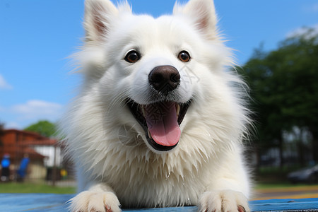快乐的白狗伸出舌头图片