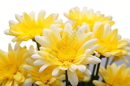 花团锦簇背景图片